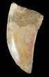 Bargain, Carcharodontosaurus Tooth #52843-1